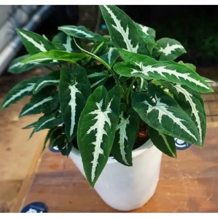 Syngonium hiju putih syngonium