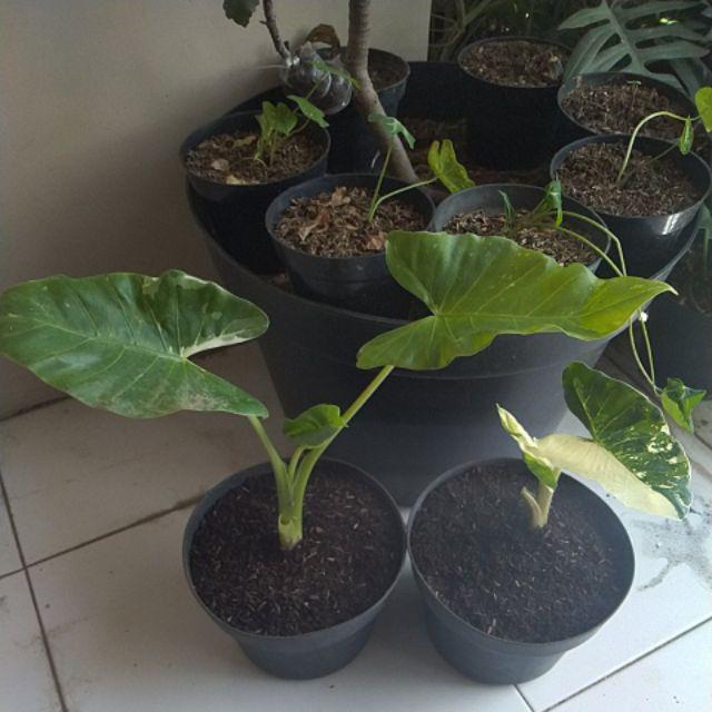 Tanaman Bunga Keladi Tikus Variegata