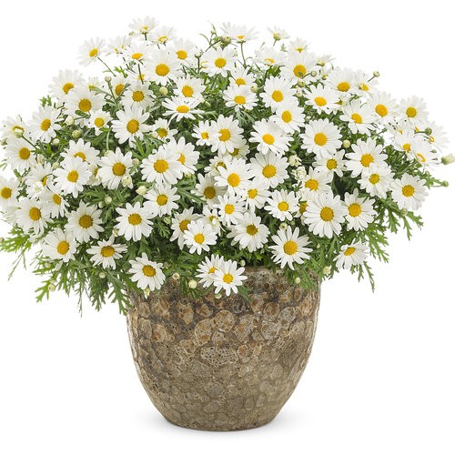 Benih Biji Bunga Ox Eye Daisy (Chrysanthemum leucanthemum) - isi 80 biji