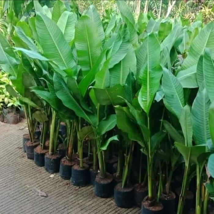

Pohon Pisang Karibay / bihay_Tanaman Pisang bihay