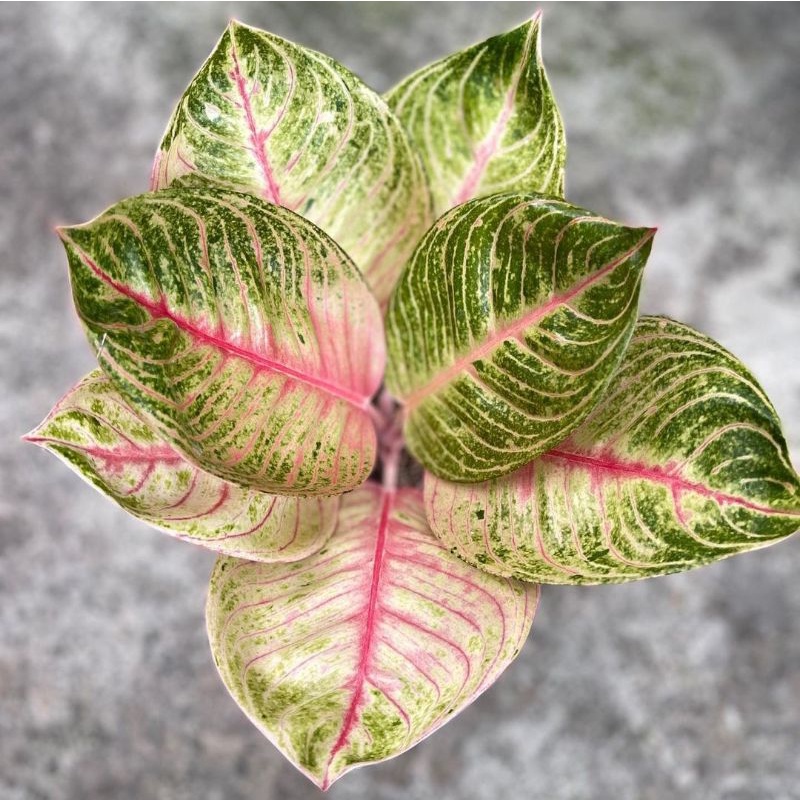 Aglonema Moonlight Remaja murah Tanaman Hias Aglaonema Moonlight murah berkualitas tanian lokal rawa