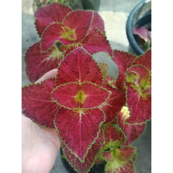 Miana cinta/Miana premium