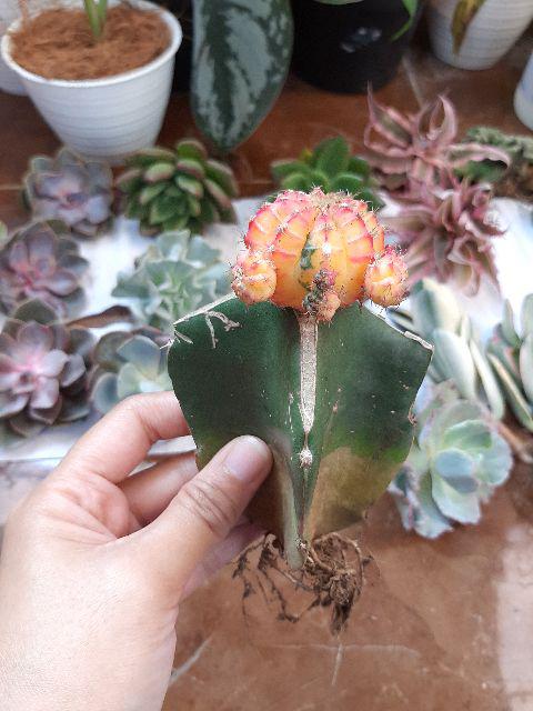 Sukulen Murah Dan Hemat Dengan Berbagai Macam Variant Sudah Termasuk Pot 10cm