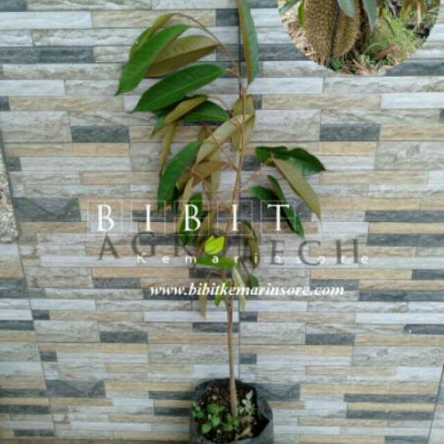 Bibit Durian Montong Kaki 1 (Jaminan Original)