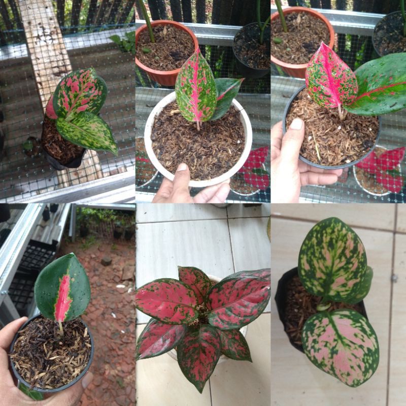 aglonema baby pink catrina red borju ref Stardust suksom jaipong rubby pink dan big Apple size M