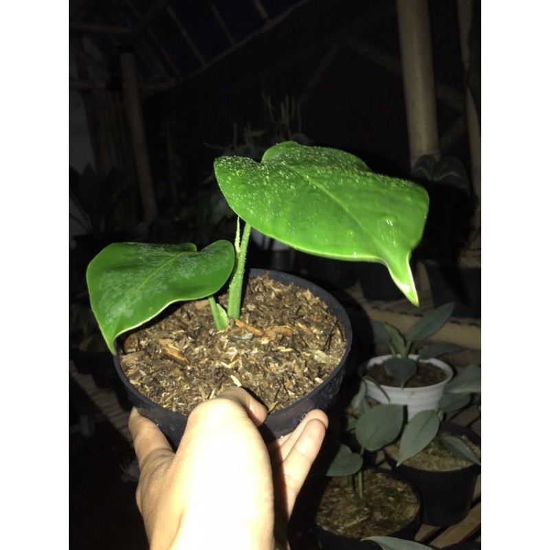 monstera deliciosa king