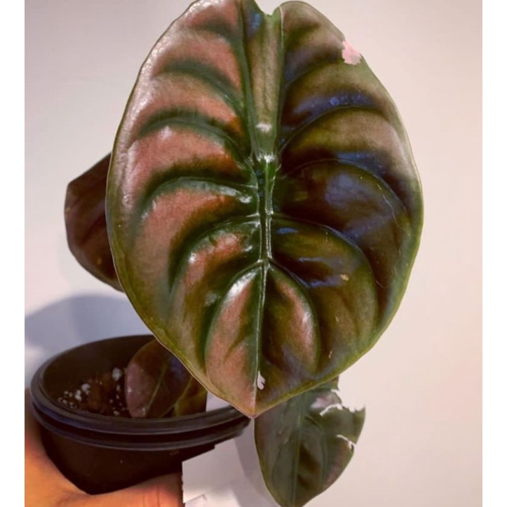 Alocasia cuprea
