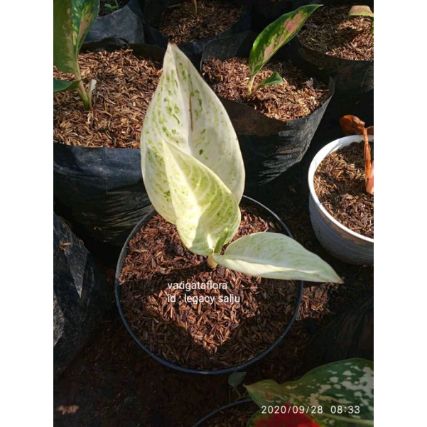 big sale promo aglonema legacy salju bibit stek orginal berkualitas