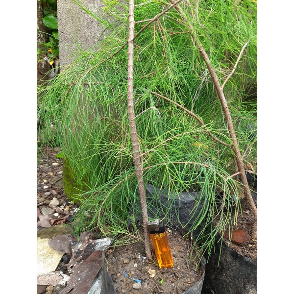 tanaman hias taman cemara udang / bahan bonsai cemara udang hasil cangkok.