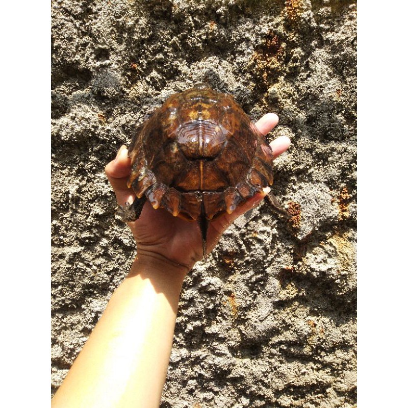 TERMURAH 150 2 EKOR KURA DAUN DENTATA MINUS BATOK UKURAN 14CM SD 18CM