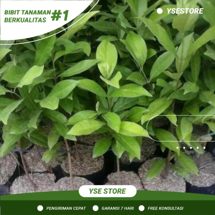 Bibit Buah Salam - Bibit Daun Salam - Bibit Salam