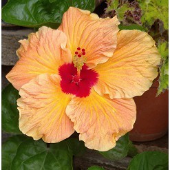 Tanaman Hibiscus~Bibit Tanaman Hibiscus~Hibiscus rosa sinensis~Minimal order  4 pohon