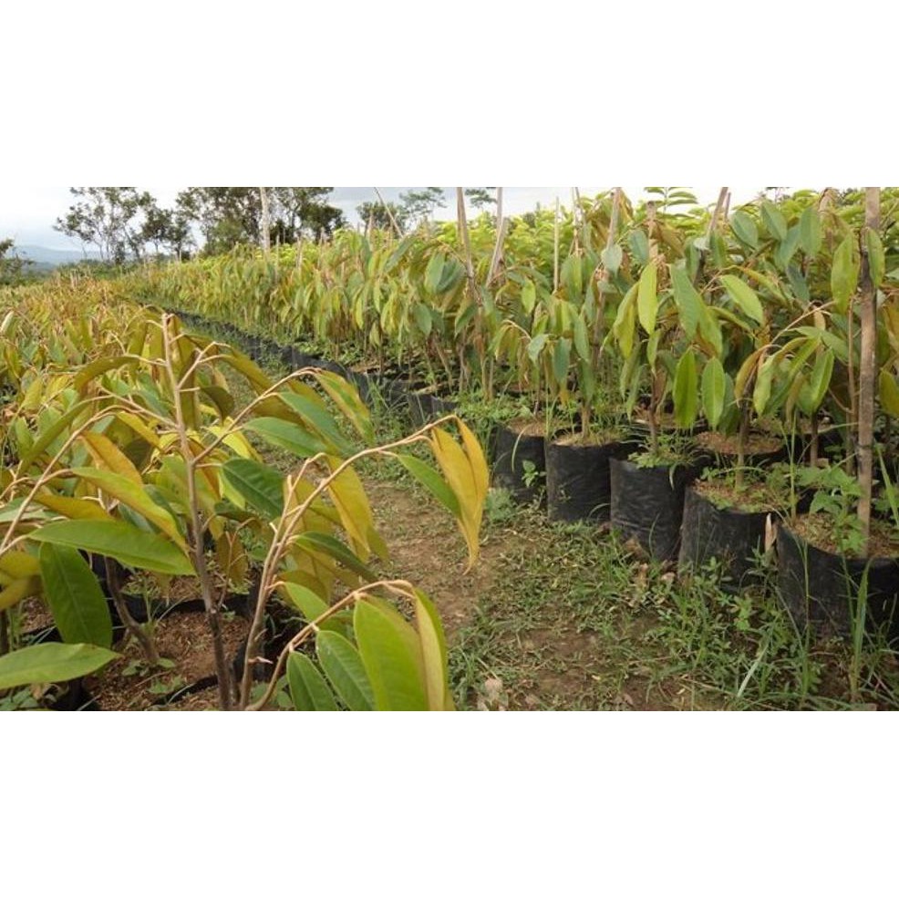 Asli Tanaman Buah Durian Thailand Pulut @_#