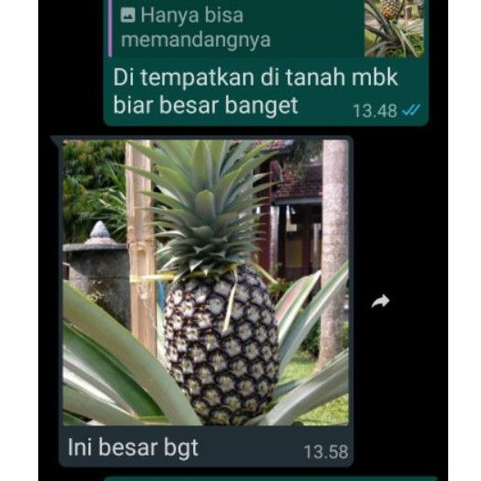 ID BIBIT NANAS MADU JUMBO ( DAUN TANPA DURI ) GUNUNG KELUD