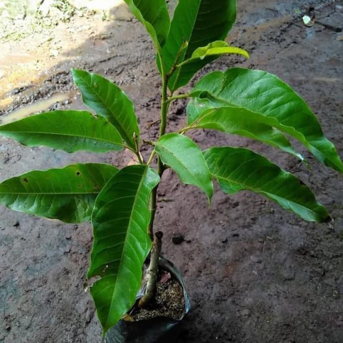 Ad@ Pohon Kantil / Cempaka - Bibit Tanaman Bunga Kantil / Cempaka