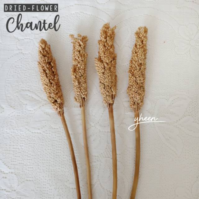 Bunga Kering Chantel / Bunga Kering Gandum / Dried Flower Chantel / Cantel