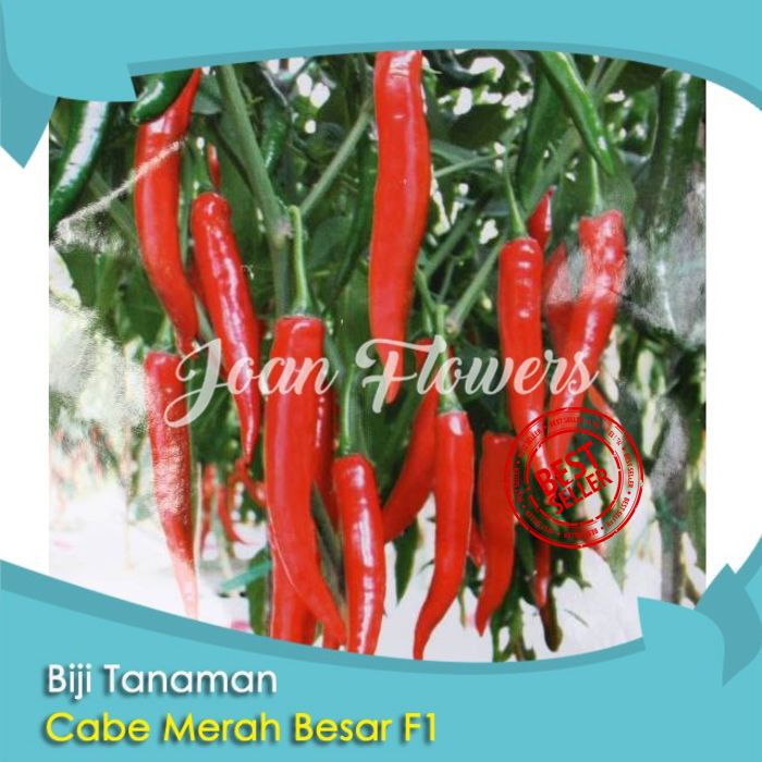 Bibit Tanaman Cabe Merah Besar F1 Benih Bibit Tanaman Hias Untuk Dekorasi Rumah