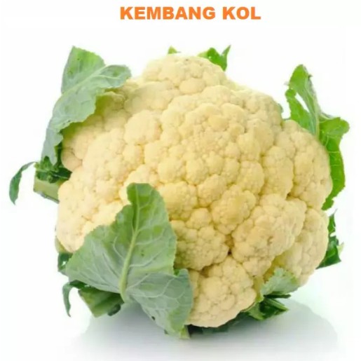 Bisa Bayar di tempat - KEMBANG KOL - 10 Biji / Benih / bibit KEMBANG KOL - KEMBANG KOL UNGGULAN - Se