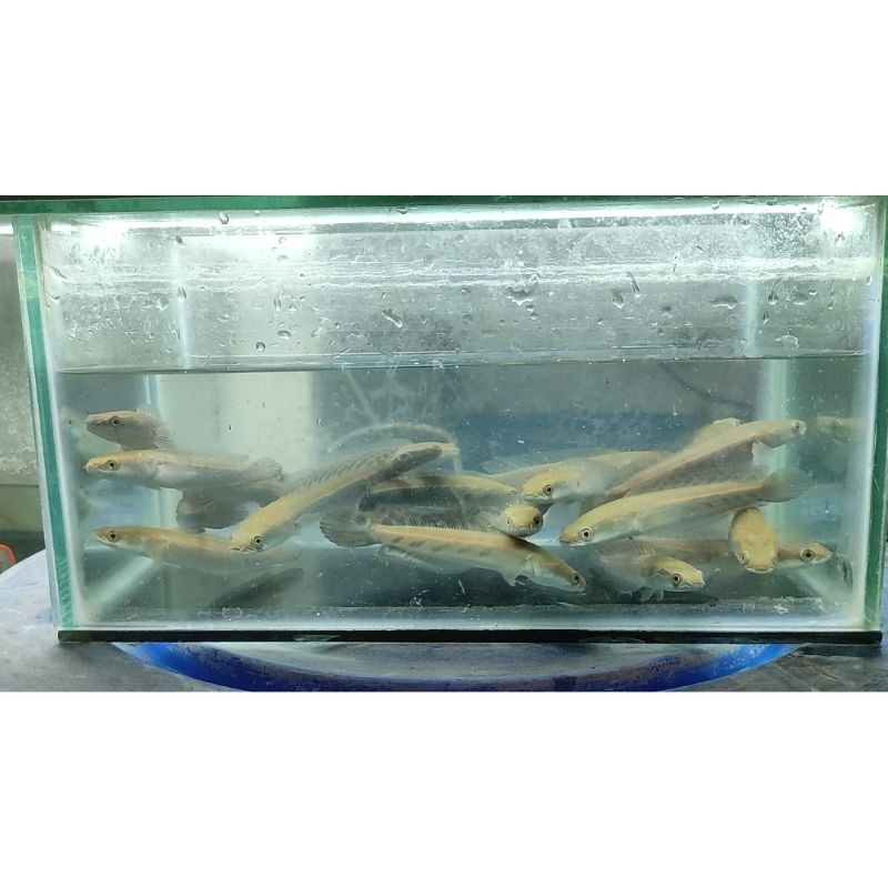 Channa Ys Size 9-10cm