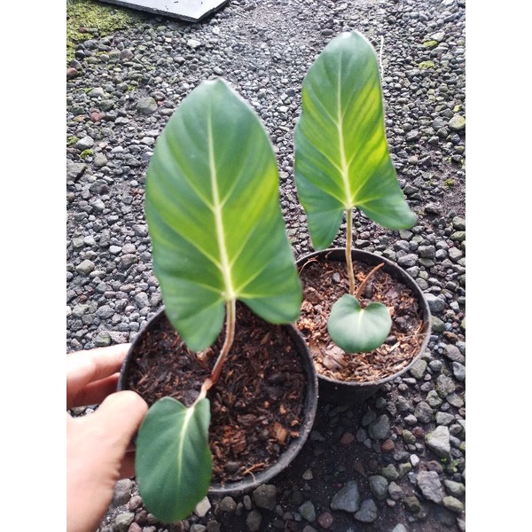 Adelonema Crinepes