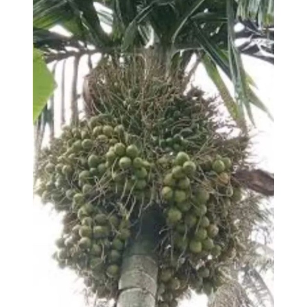 

buah pinang muda 1 kg