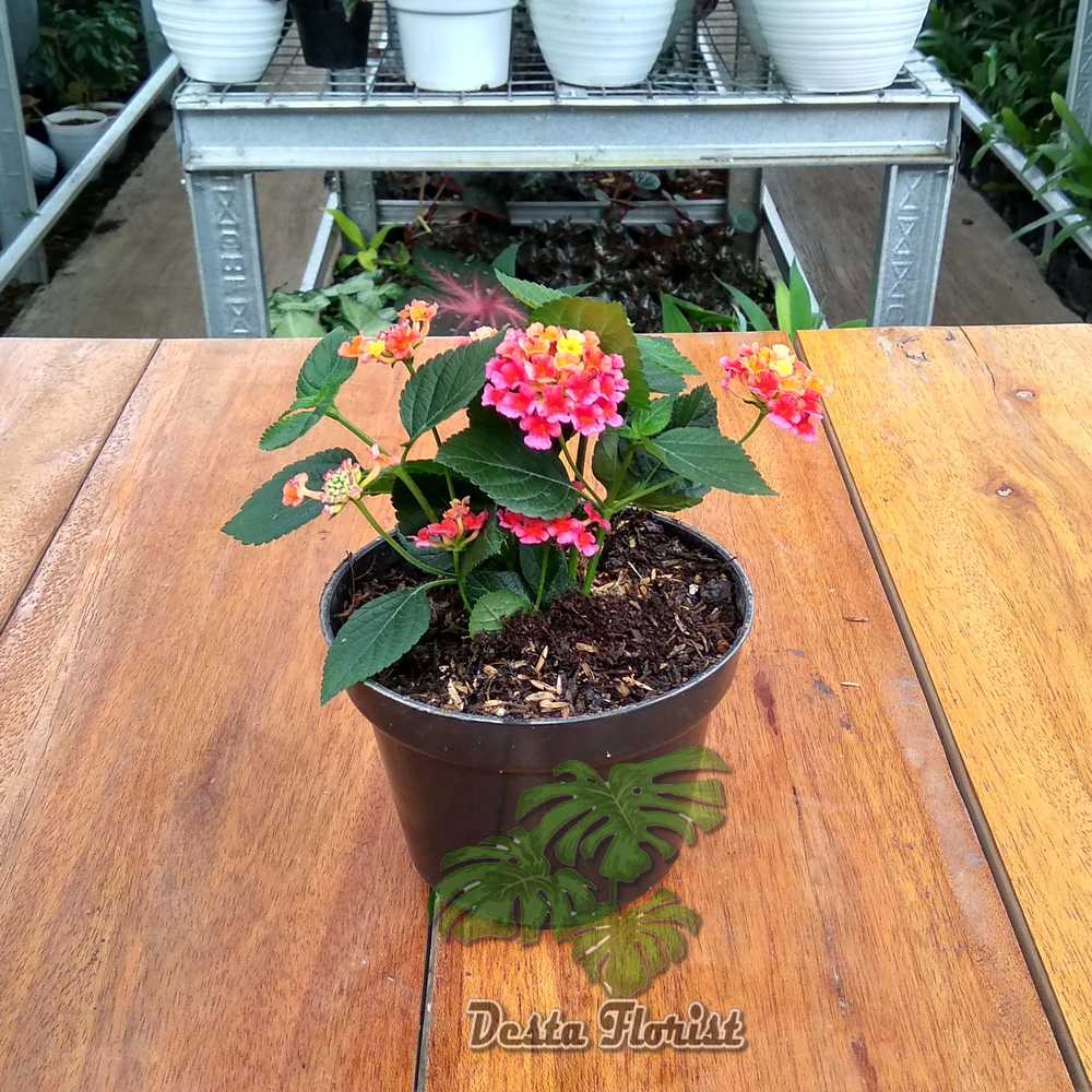 Lantana Bunga Merah Lantana bandana red - TANAMAN HIAS