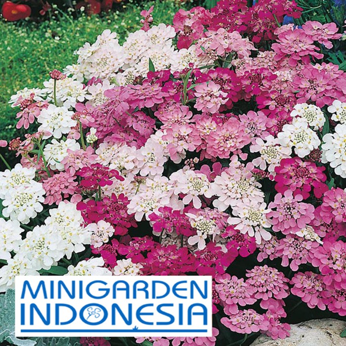 Benih Bunga CANDYTUFT FAIRY MIXED 10 BIJI F1 Mr. Fothergills Bibit tanaman