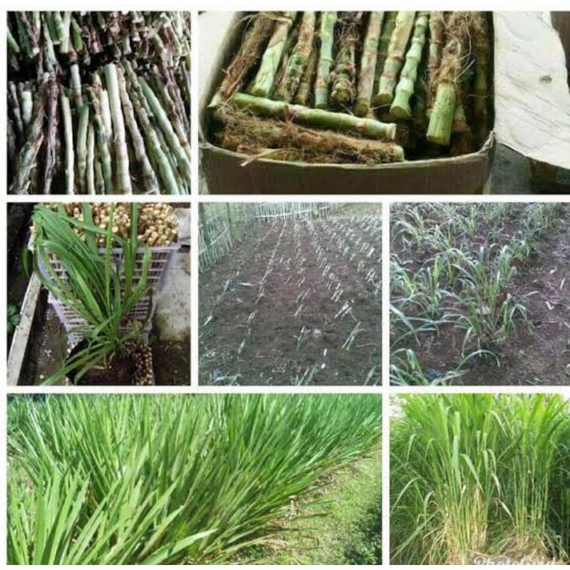 Bibit / Benih Rumput odot, rumput pakan sapi