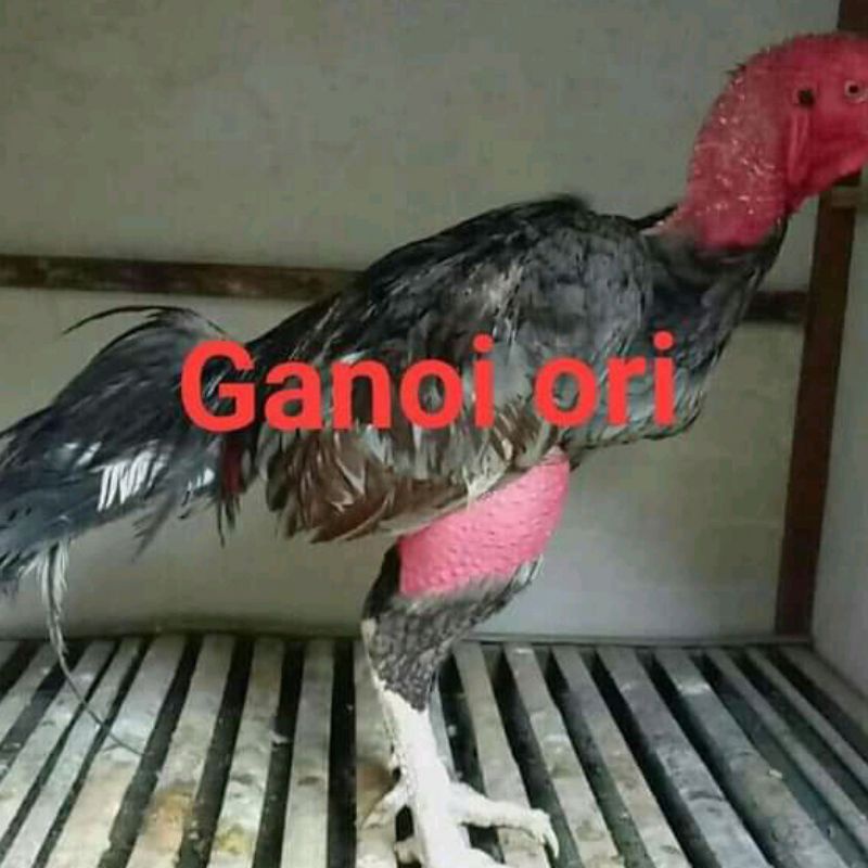 

TELUR AYAM BANGKOK ganoi ori