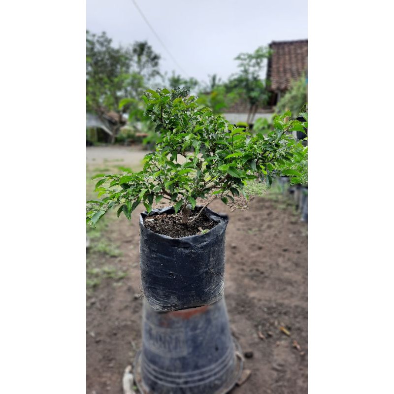 Tanaman Hias dan bahan bonsai beringin arjuna  1 Shopee 