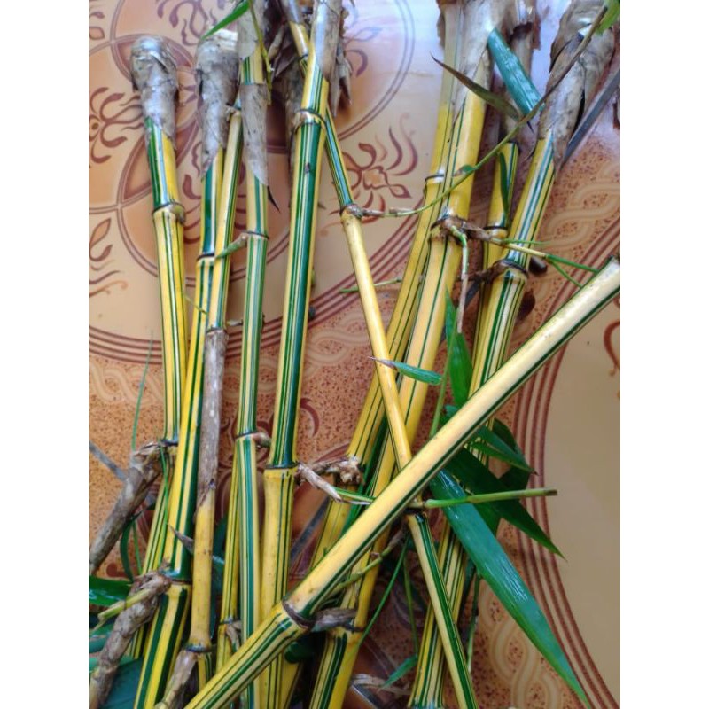 stek bambu kuning/ampel