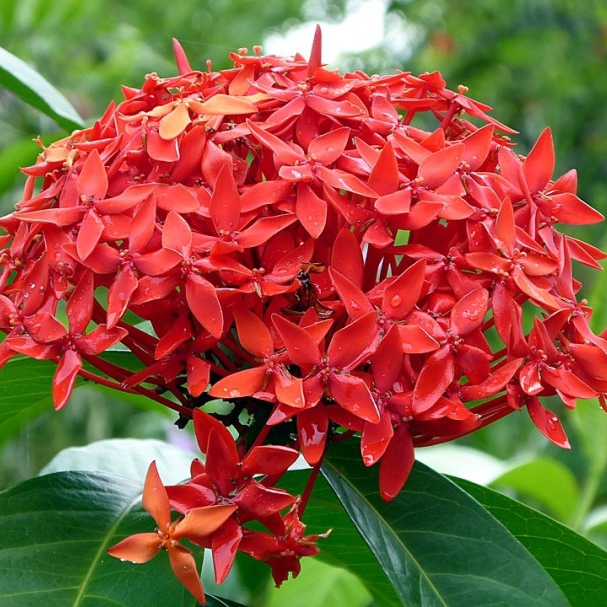 Tanaman hisa Asoka bunga merah-asoka bunga merah