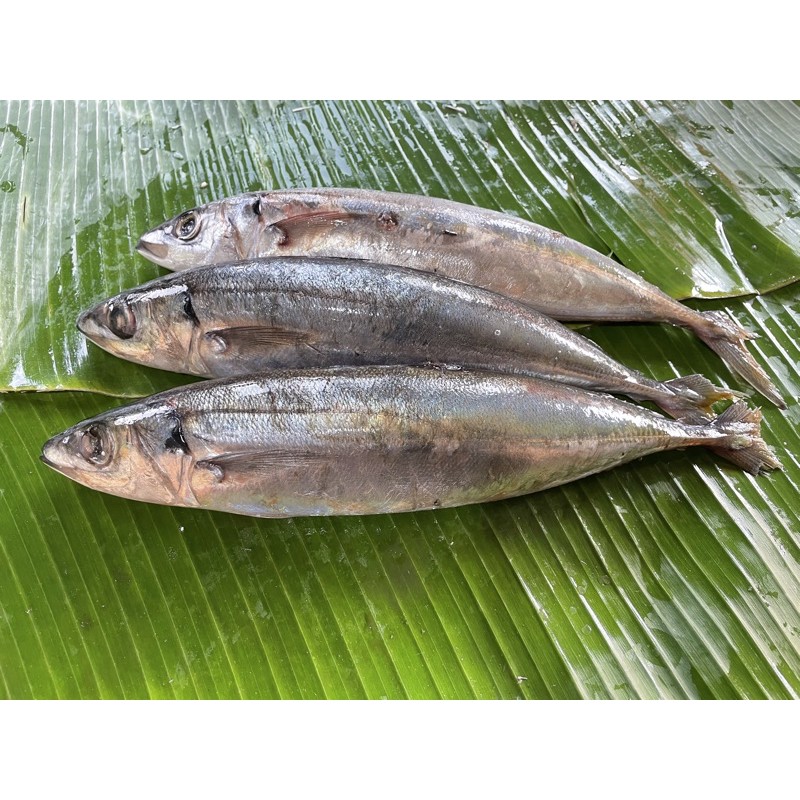 

Kembung Salam - 500 Gram