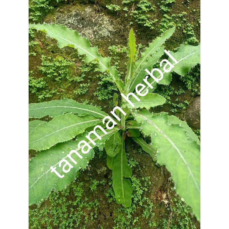 

daun tempuyung segar 250 gram