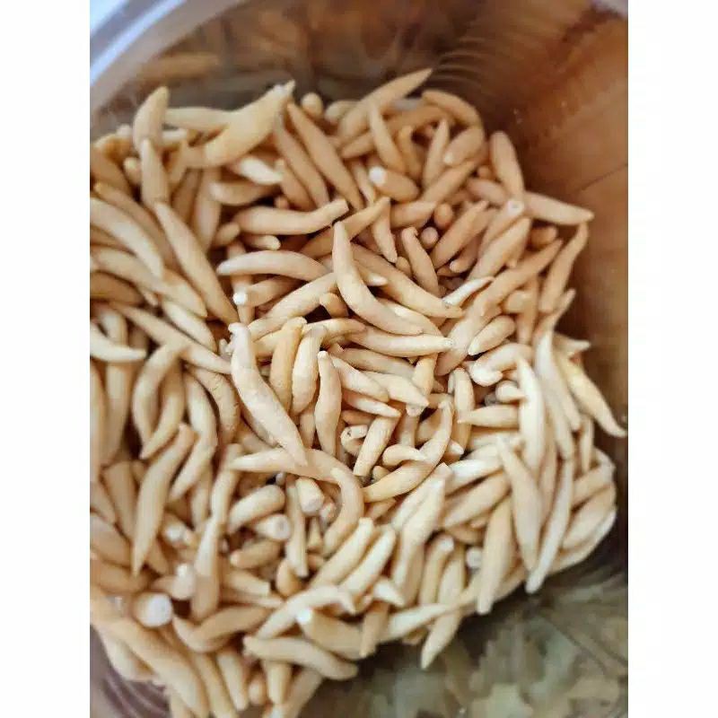 

GABUS KEJU MAKASSAR