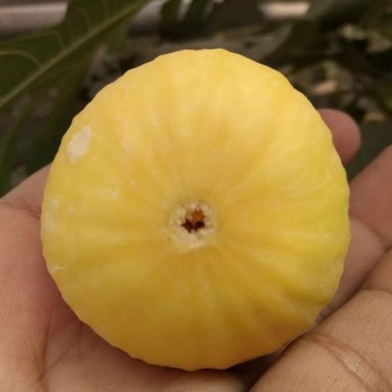 bibit tin cangkok jenis JIN AO FEN cepat berbuah - bibit buah tin terlaris