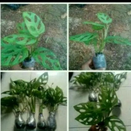 paketan tanaman hias janda bolong 4 pcs