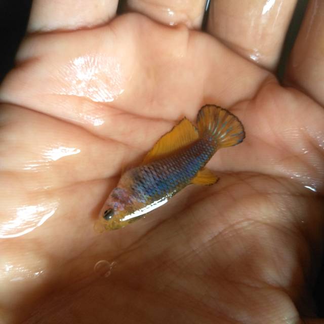 Yellow Fancy ( Female )