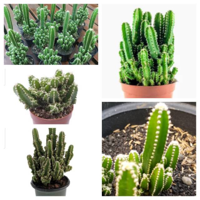 Bibit tanaman kaktus Acanthocereus tetragonus cv Fairy castle kaktus mini cereus peruvianus sukulen
