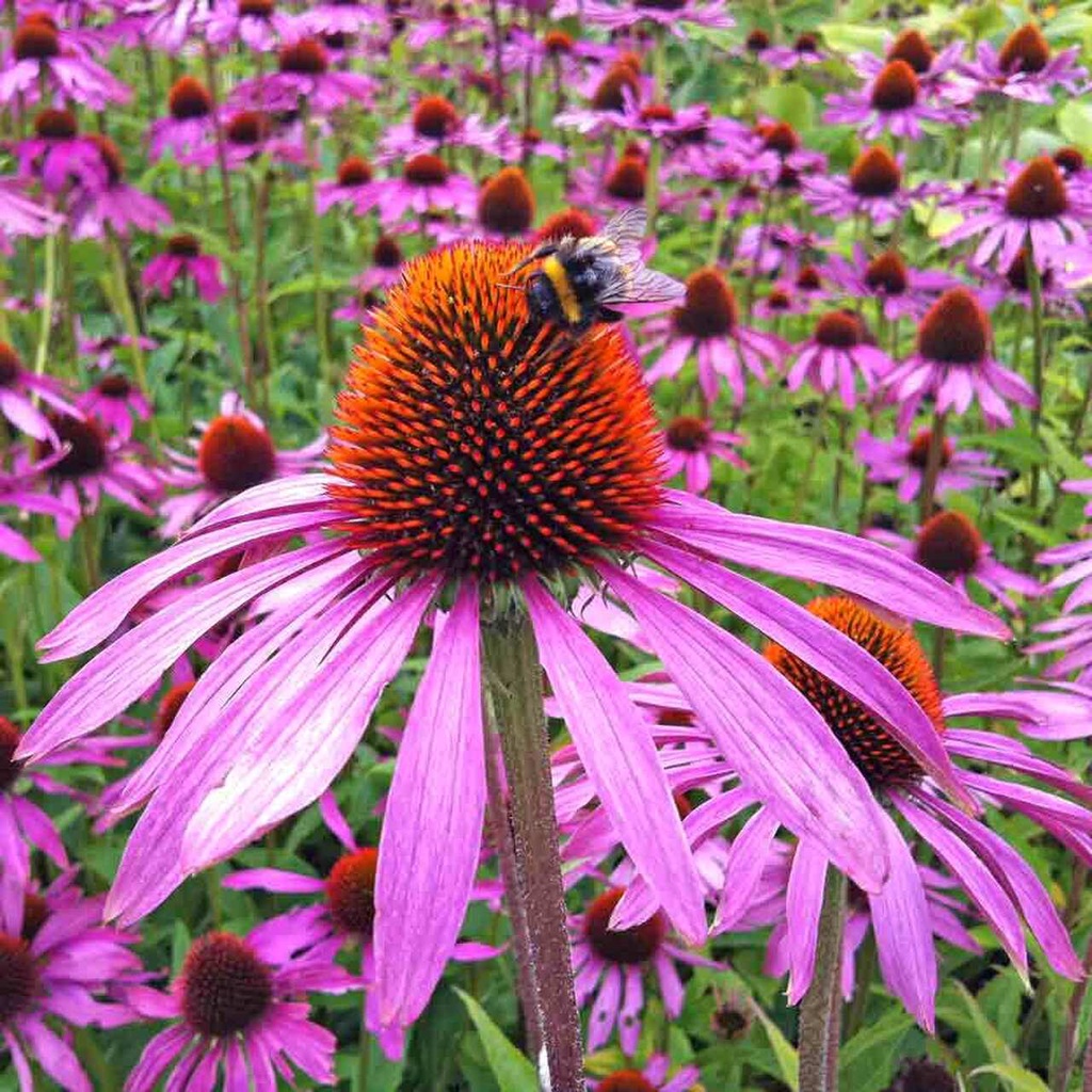 Benih Bibit Biji - Bunga Echinacea Purple Coneflower Herb Flower Seeds (Echinacea purpurea) - IMPORT