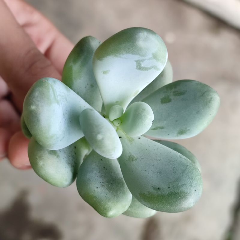 Sukulen Moonstone Pachyphytum Oviferum medium