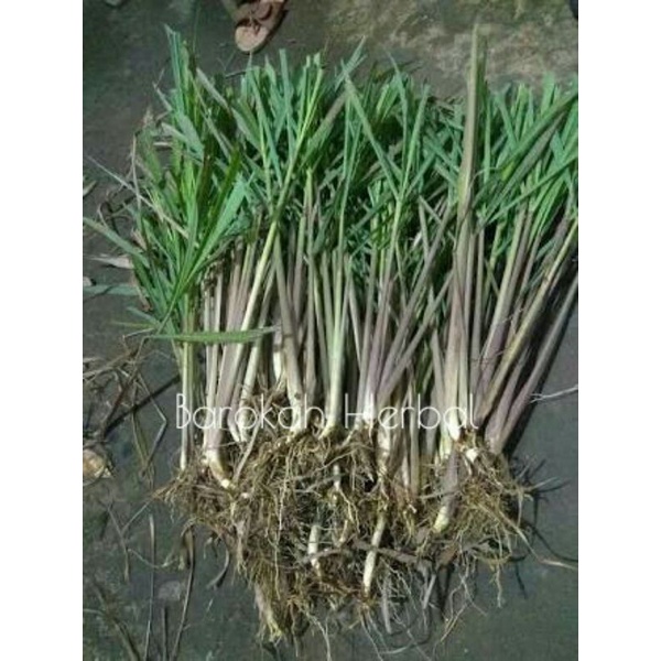 

PROMO... SEREH MERAH / SEREH WANGI / COD