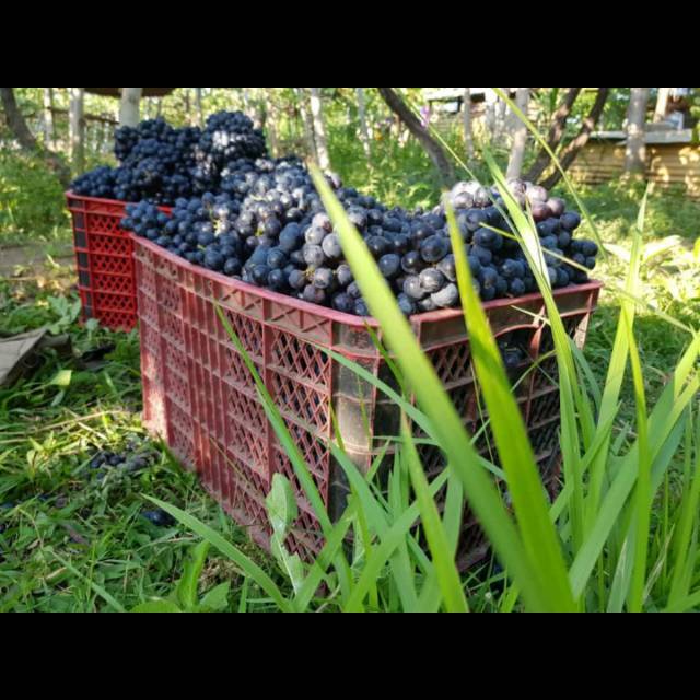 Anggur hitam lokal bali