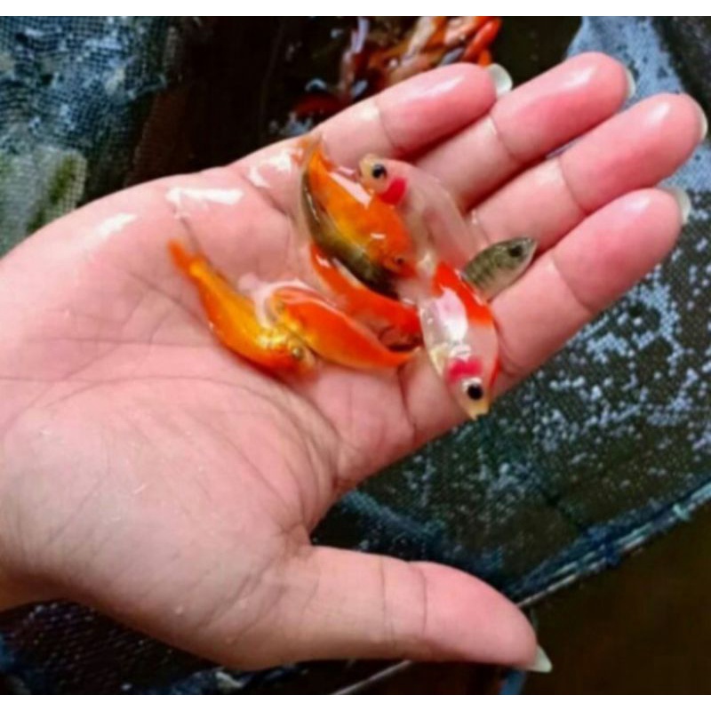 Ikan Mas Pakan Ikan Predator ¹/² Liter