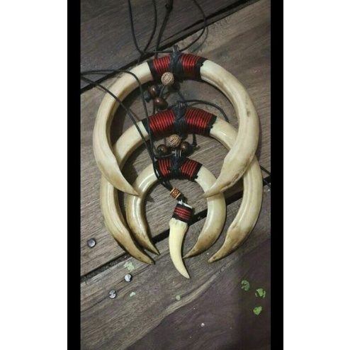 kalung taring babi asli*