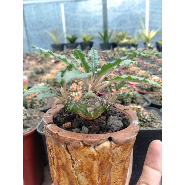 Dorstenia crispa