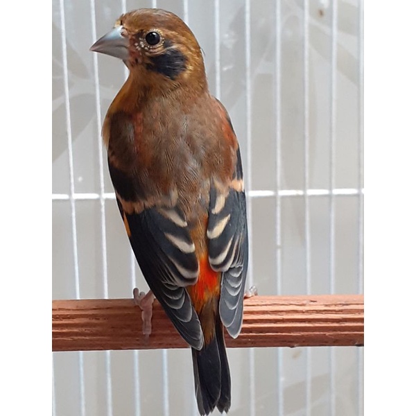 Red siskin klasik Trotol fik jantan usia 3bln