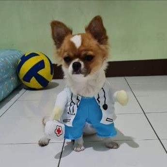 Baju Kostum Doggie Kucing Anjing Kecil Chihuahua/Toy Poodle/Pom-pom