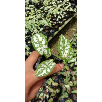 Keladi Liliput/ Keladi Mini/ Keladi Micro