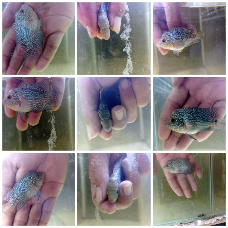 lohan cencu x kamfa f3 siap progres sudah oke 7-9cm 100% jantan cilnong